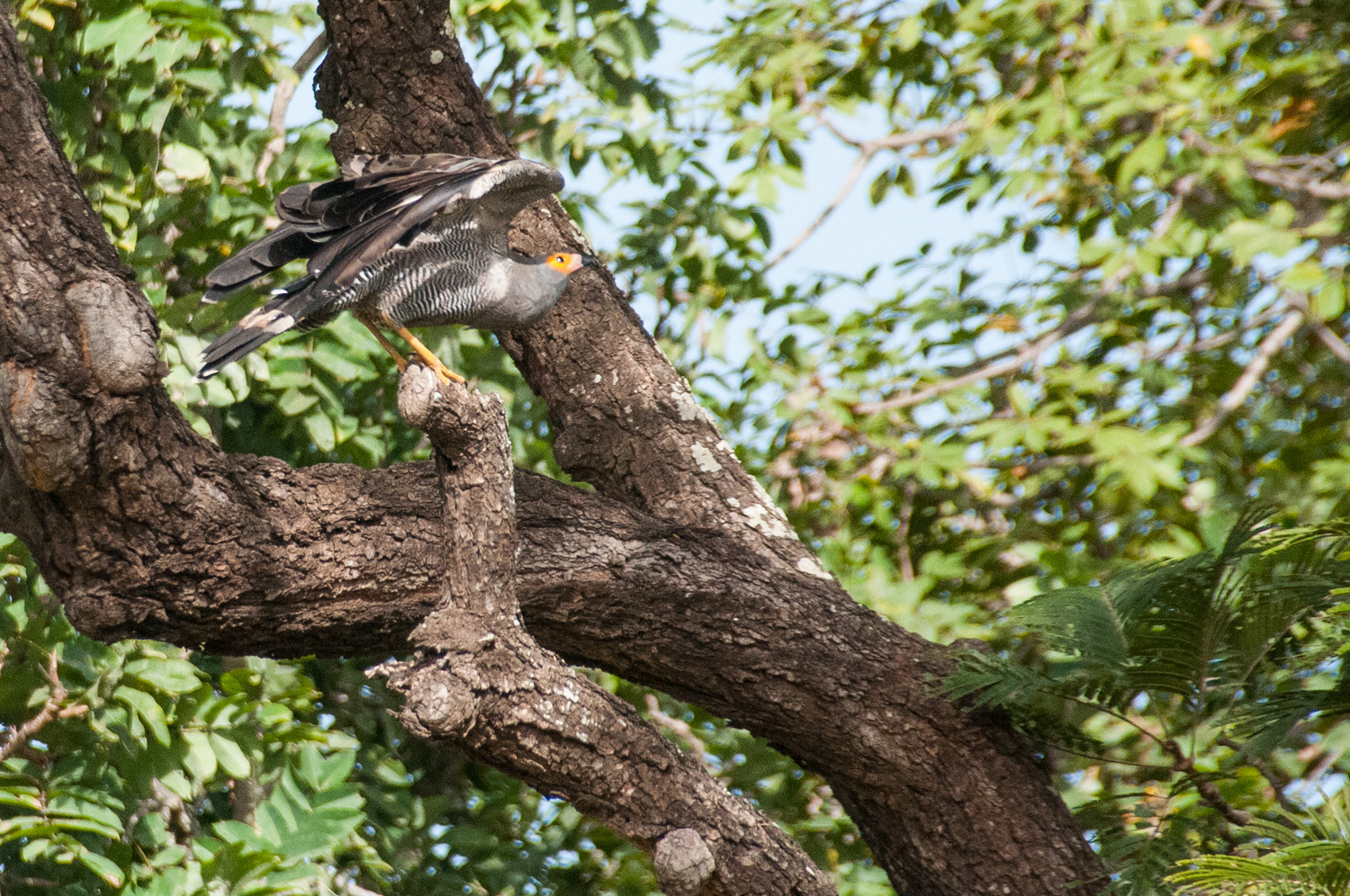 Gymnogène d'Afrique adulte (African Harrier-Hawk, Polyboroides typus), Réserve de Fathala, Sénégal.